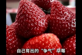 国产草莓在线,甜蜜滋味，绿色健康新选择